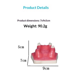 Modèle d'implant dentaire pour <span class=keywords><strong>la</strong></span> pratique <span class=keywords><strong>de</strong></span> <span class=keywords><strong>la</strong></span> préparation dentaire, <span class=keywords><strong>la</strong></span> démonstration, <span class=keywords><strong>la</strong></span> formation et <span class=keywords><strong>la</strong></span> simulation, modèle dentaire pour le lifting du sinus maxillaire - Product Image 3