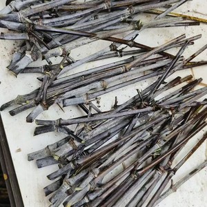 Ancienne racine de bambou violette, matière première, matériau de tube en bambou pour artisanat ou ornements, style chinois DTG103 - Product Image 2