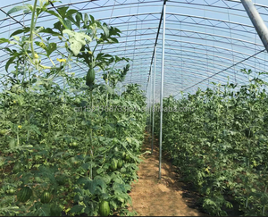 Película para Invernadero con 5 Años <span class=keywords><strong>de</strong></span> Garantía Anti-UV, 200 Micras, Difusora <span class=keywords><strong>de</strong></span> Luz y Anti-Goteo, Plástico Agrícola, <span class=keywords><strong>de</strong></span> Fábrica con 61 Años <span class=keywords><strong>de</strong></span> Experiencia - Product Image 5