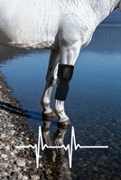 Enveloppe de Genou Souple pour Chevaux à Thérapie par Lumière Rouge 660nm 850nm Infrarouge LED 92 LED avec Contrôle par Panneau Tactile pour la Récupération Articulaire Équine et l'Équitation