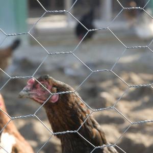 Tersedia stok jala buka 2.5-5mm dengan mudah dirakit galvanis kawat ayam jala untuk industri pembiakan peternakan - Product Image 5