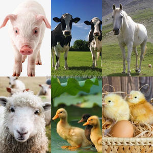 <span class=keywords><strong>L</strong></span>-Treonina de Alta Qualidade 98,5% CAS 72-19-5 <span class=keywords><strong>L</strong></span>-Treonina Grau Alimentício Preço do Pó de Treonina - Product Image 5