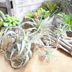 Plantes artificielles Dongguan Dream Castle en PVC souple 13-25cm, Tillandsia simulé, verdure décorative d'intérieur - Product Image 4