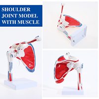 Modelo de Articulación de Hombro Humano, Tamaño Real, Flexible, Anatómicamente Preciso, con Origen Muscular Pintado, CE/ISO