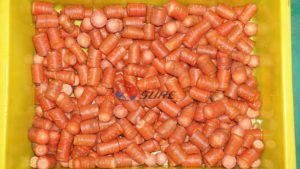Machine à couper les carottes, <span class=keywords><strong>prix</strong></span> direct usine, 9600 pièces/heure - Product Image 6