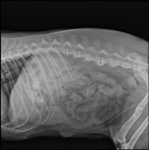 5Kw yüksek frekanslı <span class=keywords><strong>X</strong></span> ışını dokunmatik ekran sistemi veteriner DR makinesi - Product Image 4
