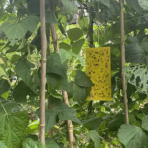 20*10 CM sarı tuzaklar tarımsal seralar haşere böcekler katil kontrol açık sarı yapışkan tuzak tutkal levha böcek Catcher - Product Image 5