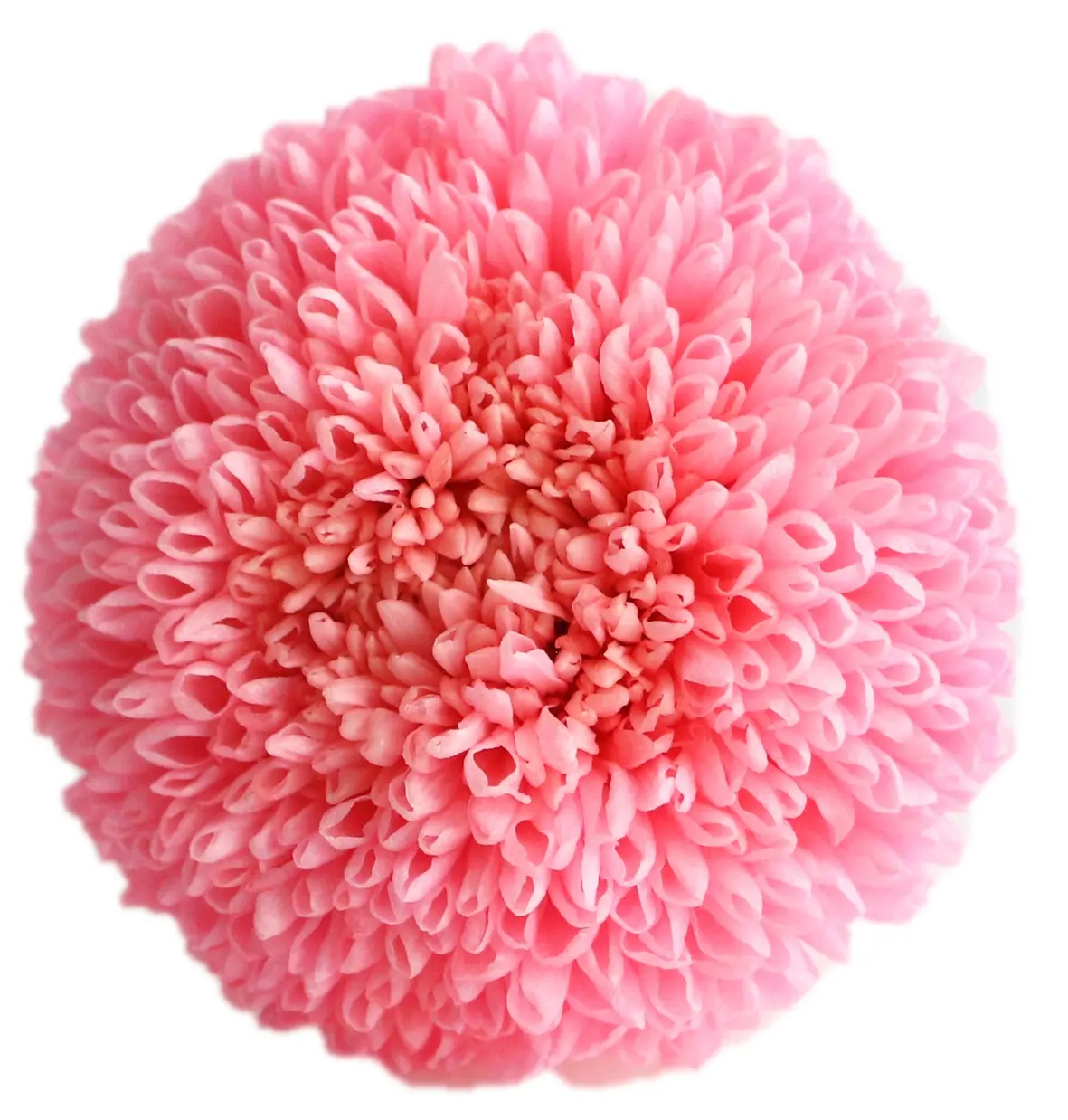 Fleurs séchées fleurs décoratives couronnes et plantes fleurs décoratives Ping-pong chrysanthème