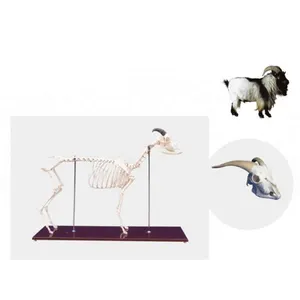 Anatómica Cordero esqueleto modelo médico anatómica acupuntura gratuita 3d modelo animal vida tamaño animales modelo