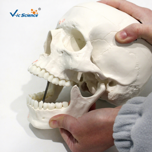 Life Size Human Skull Model with Muscle Origin <strong>and</strong> Insertion for Medical Teaching Anatomy Study <strong>and</strong> Clinical Demonstration - Product Image 1