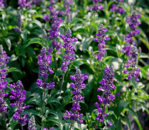 Coleus <span class=keywords><strong>forskohlii</strong></span> chiết xuất tinh khiết tự nhiên coleus <span class=keywords><strong>forskohlii</strong></span> chiết xuất bột Forskolin 10% 20% 98% - Product Image 3