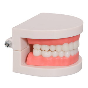 Nuovo modello di insegnamento orale modello dentale <span class=keywords><strong>Standard</strong></span> dentale insegnamento modello dentale - Product Image 4