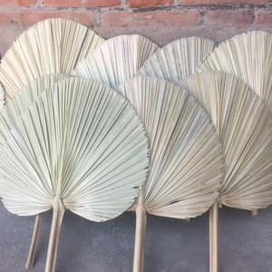 Feuilles de <span class=keywords><strong>palmier</strong></span> séchées Instagram pour la décoration de mariage - Product Image 5
