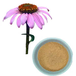 Polvo de extracto de Echinacea Purpurea de hierbas de alta calidad 10:1 protege la salud respiratoria y promueve la curación de heridas,