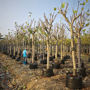 5/10/15/20/35/50/<span class=keywords><strong>100</strong></span> gallons <span class=keywords><strong>Pot</strong></span> <span class=keywords><strong>de</strong></span> <span class=keywords><strong>fleur</strong></span> et sacs <span class=keywords><strong>de</strong></span> plantation d'arbres PP tissu planteur sacs <span class=keywords><strong>de</strong></span> culture pour l'ensemencement pour l'utilisation <span class=keywords><strong>de</strong></span> jardin - Product Image 6