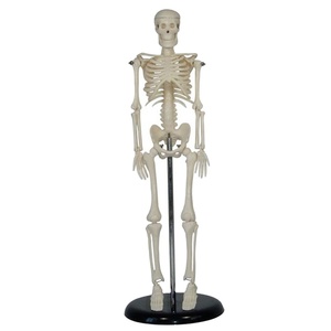 45Cm Mini <span class=keywords><strong>Skeleton</strong></span> Đồ Chơi Con Người <span class=keywords><strong>Skeleton</strong></span> Giải Phẫu Mô Hình Bộ Xương - Product Image 1