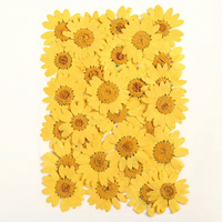 Fleurs de marguerite blanches pressées, spécimens végétaux naturels pour les projets DIY des enfants et les cadeaux de festival, fleurs séchées pressées pour la résine