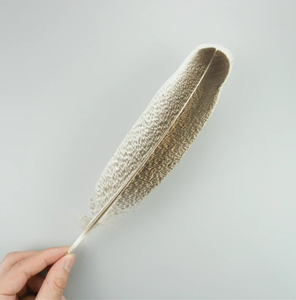 HP-69 Plumage de <span class=keywords><strong>faisan</strong></span> à col rond brun Nat.1.5-2in 3G Plume de <span class=keywords><strong>faisan</strong></span> - Product Image 6