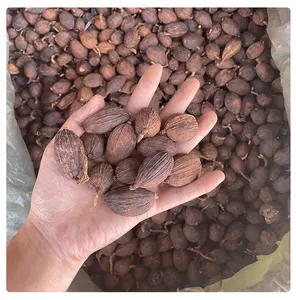 Qingchun Spices Factory Direct Sales Black Cardamom Guangxi Yulin Origin Spices Black Cardamom Spice