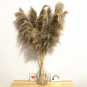 M24 Wholesale Long Preserved Large Fluffy Black Brown Grey Pampas Grass Plumes Bouquet Natural Real Dried Pampas Grass For Decor