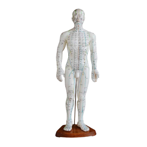 Modelos de Acupuntura de PVC ADA Medical Science ADA-503/ADA-504 de 50CM Masculino y 48CM Femenino para Enseñanza, Aprendizaje y Entrenamiento de Anatomía - Product Image 5