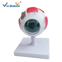 Recurso de enseñanza de ciencias médicas Modelo de anatomía del ojo agrandado Modelo DE EDUCACIÓN anatómica de Ciencias Médicas Modelo de ojo humano