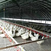 Plancher en plastique à lattes pour volailles, en PP épaissi, pour l'évacuation du fumier de canard, oie, pigeon, dinde, caille, pour élevage en cage