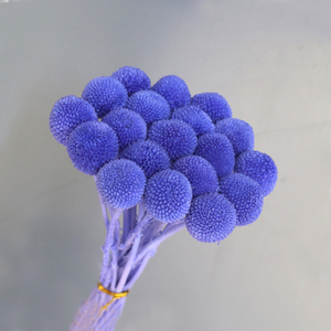 Usine en gros taille moyenne préservée fleurs séchées boule d'or naturel <span class=keywords><strong>Billy</strong></span> bouton Craspedia pour la décoration de mariage - Product Image 5