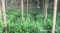 Bubuk Pandan semprot kering dari Hainan alami & Pewarna hijau, DBS46/004 bersertifikat, Larut instan
