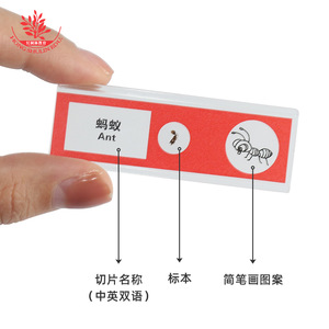 Plastic slide specimens, mixed English and Chinese, 12 slides, for children's <b>microscopes</b>, featuring plants, animals, insects, - Product Image 4