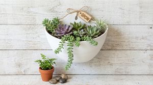 Maceta Moderna Autoadhesiva de Polipropileno Plástico para Colgar en la Pared, para Uso en Centros Comerciales y Jardines Domésticos - Product Image 6