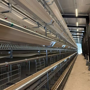 Offre Spéciale : Système de cages galvanisées <span class=keywords><strong>à</strong></span> chaud de type H pour l'élevage de poules pondeuses, capacité 160 poulets par cage, pour ferme avicole - Product Image 5