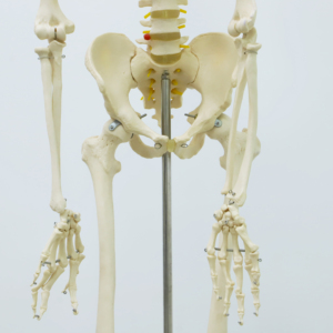 Educational <strong>Science</strong> <strong>Models</strong> Life-size Skeleton 180cm Tall - Product Image 4