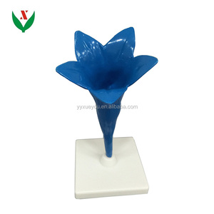 Flores de <span class=keywords><strong>aciano</strong></span>/modelo/biológica de modelo - Product Image 1
