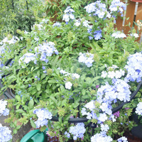 Support de plante en métal détachable pour plantes en pot, formes irrégulières multiples, pour intérieur, extérieur, jardin, balcon