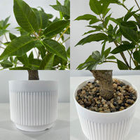 Plante artificielle en pot, mini bonsaï à feuilles vertes, faux arbre en pot avec pot texturé blanc, décoration de bureau, fausse verdure pour la maison
