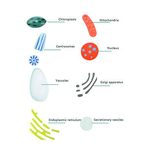 Modelo de comparación de células vegetales y animales, estructura microscópica <span class=keywords><strong>celular</strong></span>, modelo de disección, visualización de estructura vegetal, Biología - Product Image 4