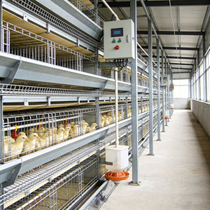 Granja Avícola a Gran Escala, Nave Avícola Prefabricada Cerrada y Automatizada - Product Image 1