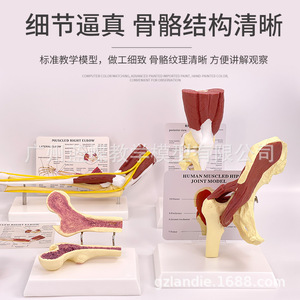 Modèle articulaire et musculaire humain : articulation glenohumérale, articulation acromio-claviculaire, structure de l'acromion, anatomie musculaire de l'articulation du genou. - Product Image 5