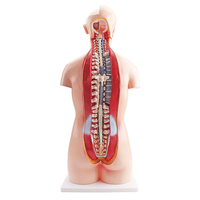 Modèle d'anatomie Fournisseur à guichet unique Bas prix Modèle d'anatomie du corps humain unisexe 85CM Équipement éducatif