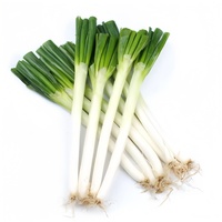 Chinois frais échalote printemps oignon 5 KG Carton frais poireau nouvelle récolte exportation vers le japon corée singapour