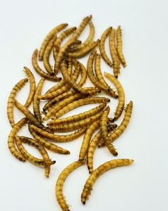 Vers de farine séchés de ferme, aliment propre, sain et nutritif <span class=keywords><strong>pour</strong></span> <span class=keywords><strong>animaux</strong></span> de compagnie, volailles et <span class=keywords><strong>animaux</strong></span> aquatiques - Product Image 4