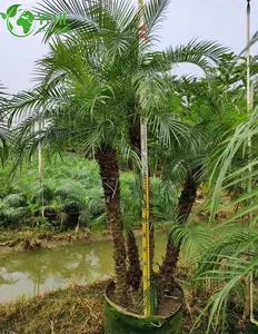 Servicio de inspección de calidad para plantas vivas de 2 metros de altura Phoenix Roebelenii Pygmy Date Palm en Zhejiang
