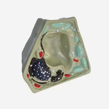 Gelsonlab HSBM-366  Plant Cell Anatomical Model for Medical Science