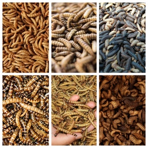 Thương mại công nghiệp lò vi sóng côn trùng Worm maggot Black Soldier Fly ấu trùng sấy Oven - Product Image 6