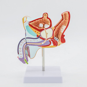 Modelo de patología reproductiva interna masculina; modelo de anatomía reproductiva masculina; modelo de enfermedades del sistema urinario masculino - Product Image 1