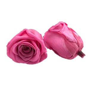 Cabeza <span class=keywords><strong>de</strong></span> Flor Real, Rosa Preservada <span class=keywords><strong>para</strong></span> Siempre, Capullo <span class=keywords><strong>de</strong></span> Rosa Seca, Rosa Eterna <span class=keywords><strong>para</strong></span> <span class=keywords><strong>el</strong></span> Día <span class=keywords><strong>de</strong></span> <span class=keywords><strong>la</strong></span> <span class=keywords><strong>Madre</strong></span>, San Valentín, Graduación, Año Nuevo y Otras Ocasiones - Product Image 6