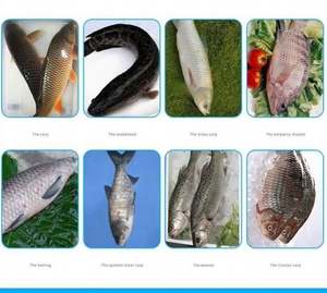 Machine électrique automatique de nettoyage et d'abattage de poissons, machine à fendre le ventre, à découper et à fileter les poissons - Product Image 3