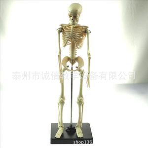Modelo de esqueleto humano, 85 cm (cuerpo completo, con marco), J33204, para fines didácticos, equipo experimental biológico. - Product Image 1