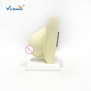 แบบจำลองเต้านมสำหรับการให้นมบุตร, แบบจำลองทางกายวิภาคสำหรับการเรียนการสอนทางการแพทย์, แบบจำลองโครงสร้างหน้าอกของผู้หญิงมนุษย์ - Product Image 1